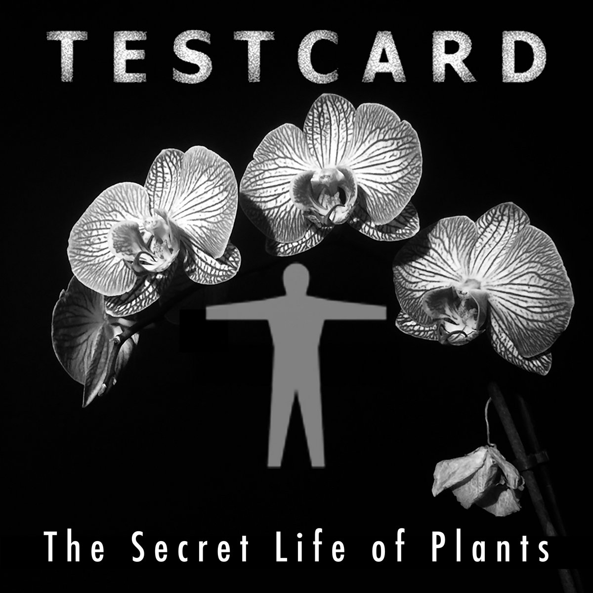 The Secret Life of Plants